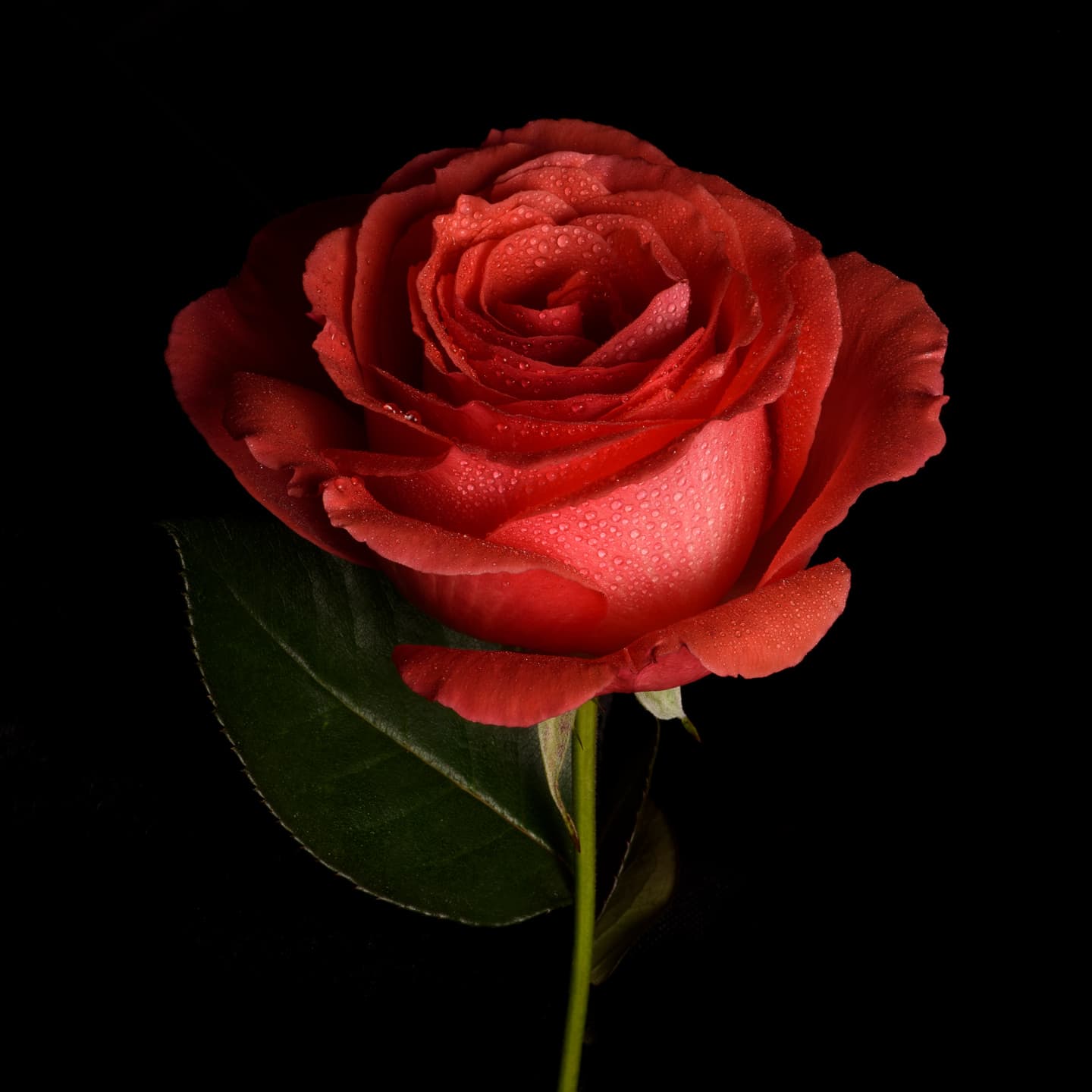 Fine jewelry Photography